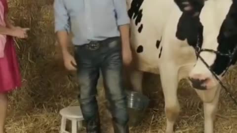 what happens when cow doesn't give milk | shot on iphone meme