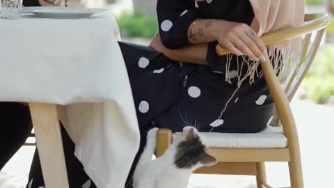 Woman on a Lunch Date Playing with a Cat