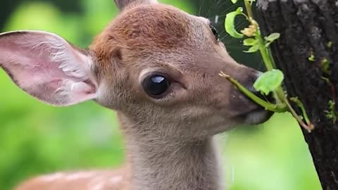 Baby deer 🦌🦌🦌🦌🦌