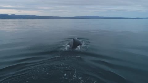 Footage Of A Whale Swimming In The Ocean