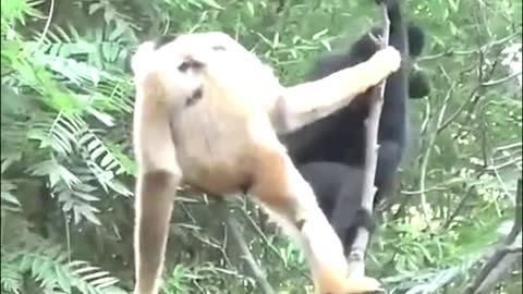 What kind of monkey is this? It climbed so high