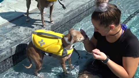 Teaching My Dogs How To Swim