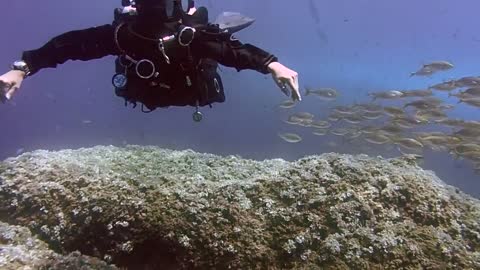 Diving Scuba Diving Fish Water