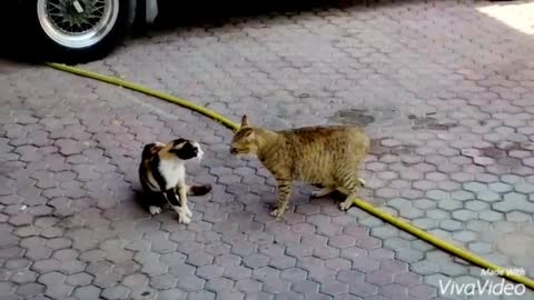 TWO CATS FIGHTING BATTLE OF CATS