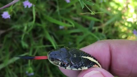 Western Ribbon Snake or Garter