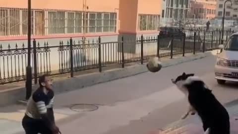 Dog playing volleyball