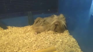 Beige peruvian guinea pig sleeping peacefully in the pet store [Nature & Animals]