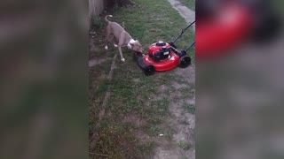 Dog Hates Lawn mower Tries To Destroy It