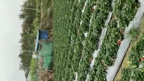 Pick strawberries harvest strawberries