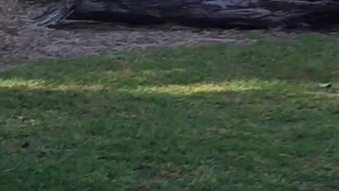Kangaroo in the back yard