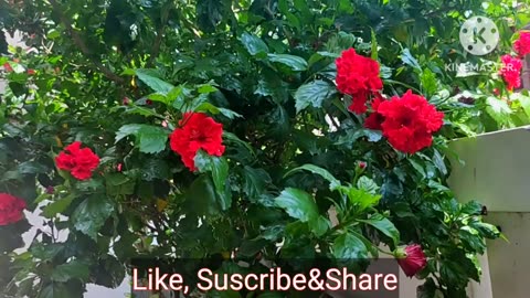 3 Important Care Tips To Get Heavy Blooming From Hibiscus Plant