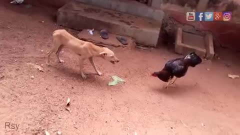 Rooster Vs Dog Fight