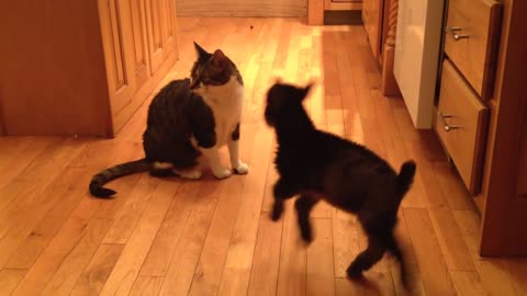 Baby Goat Tries to Headbutt Cat