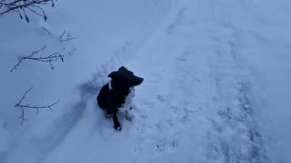 A walk through the snow