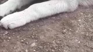 Husky Chews Dog Breath Away