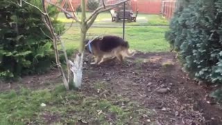 German Shepherd Dog Gone Crazy