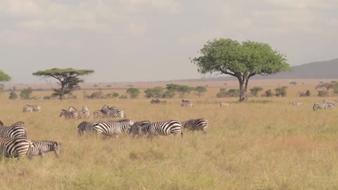 Amazing Nature - 🦊 Wild Animals 🐺 - Interesting video