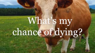 Covid the Cow: What is your chance of dying?