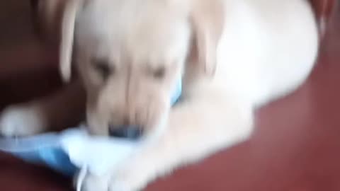 Baby dog playing with face mask