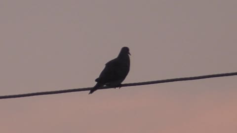 222 Toussaint Wildlife - Oak Harbor Ohio - Mourning Dove At Sunset