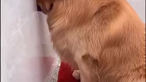 Funny Golden retriever’s punishment