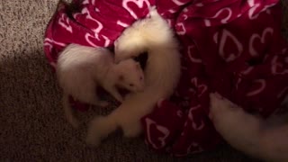 Cute ferrets, scratch my back