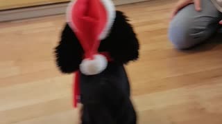 Dogs extremely confused by dancing Christmas toy
