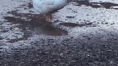 Tater Tot found a spring puddle to splash in.