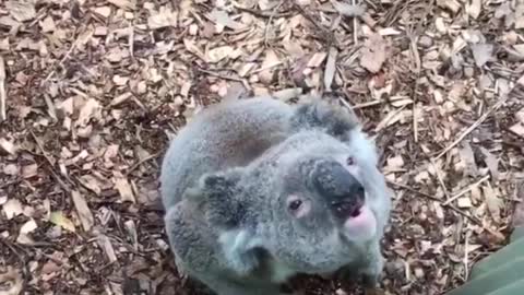 WHAT A KOALA BEAR SOUNDS LIKE ....top 10