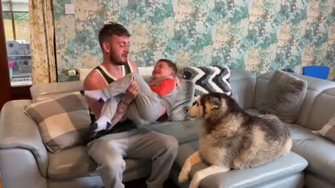Husky Does Everything She Can To Protect My Baby!! [CUTEST REACTION EVER!!]