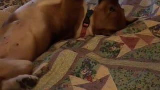Small brown dog laying on a bed playing with stuffed toy cow