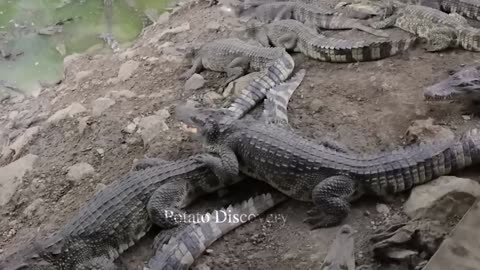 Crocodile Farm - Modern Machines Crocodile Meat Processing That Are At Another Level ▶ 8