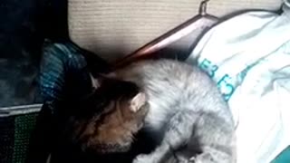 Very lovely cats can't live without each other