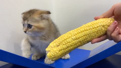 Kitten Vs Corn