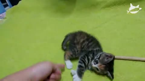 Very Funny Kitten playing with my hand like baby