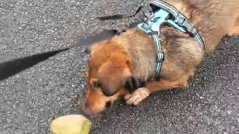 Jackweenie playing with a rock