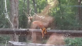 Bee Captures and Slowly Taunts and Tortures Wasp