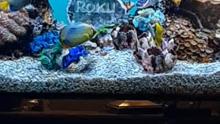 Wow a free Roku Fish Tank