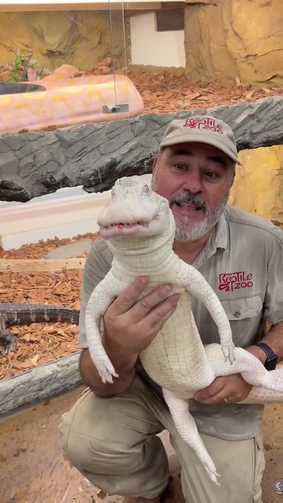 Albino American alligator love their food