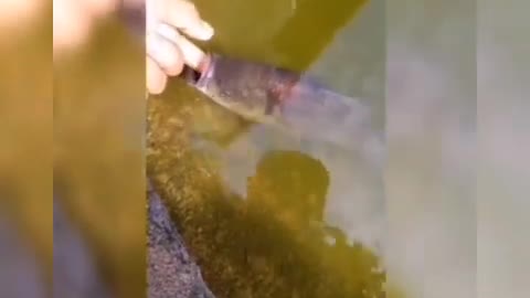 amazing fishing videos