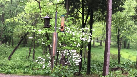 Pileated woodpecker