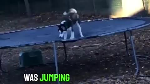 He found his dog outside jumping on the trampoline 😂👏