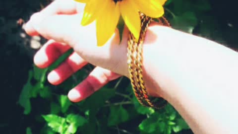 If you are lover of sunflower.. This video is definitely for you.