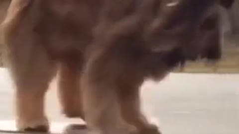 Dog rides a bike and skateboard!