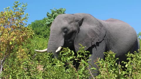 Elephant Pachyderm Tusks Animal Wildlife Wild