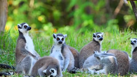 lemur,monkeys,animal,nature , video