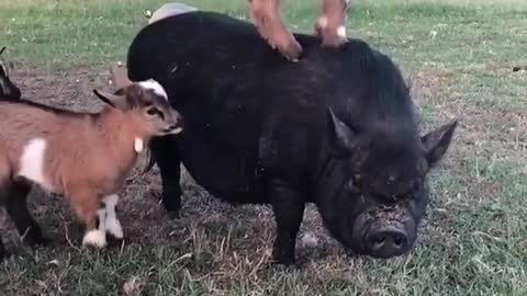 Pig looks so cute when angry
