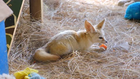 A Young Cub Fox Eating In A Bed Of Hays