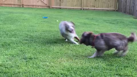 Young Aussie tries to herd his playmate