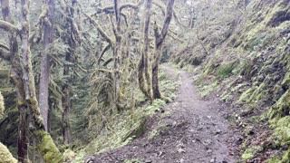 Gnarly Rainforest Mossy Trees – Salmon River Trail – Salmon Huckleberry Wilderness – Mount Hood – 4K